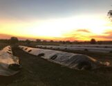 Eco Biz Zambia Compost Rows Maturing
