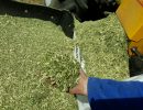 Black Wattle chipped and ground in one pass!